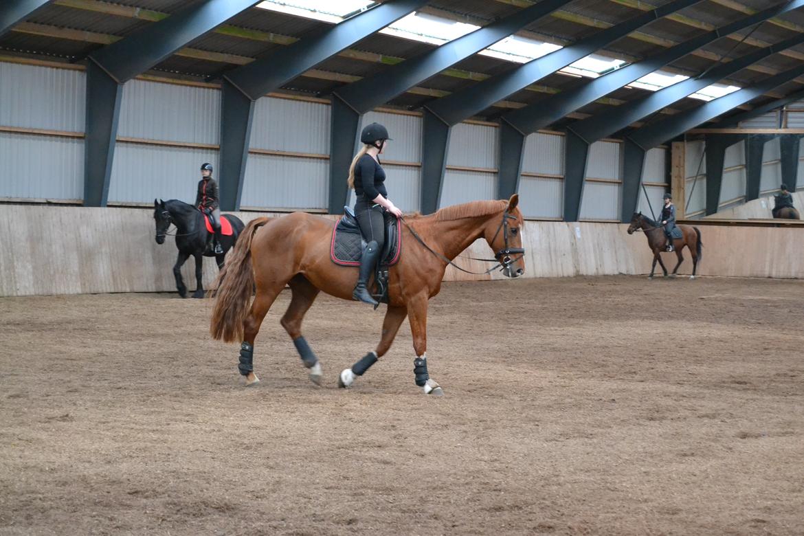 Dansk Varmblod Kiwi Bramdal billede 6