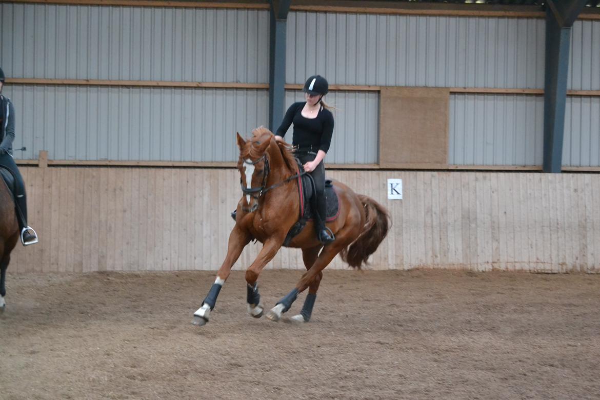 Dansk Varmblod Kiwi Bramdal billede 11