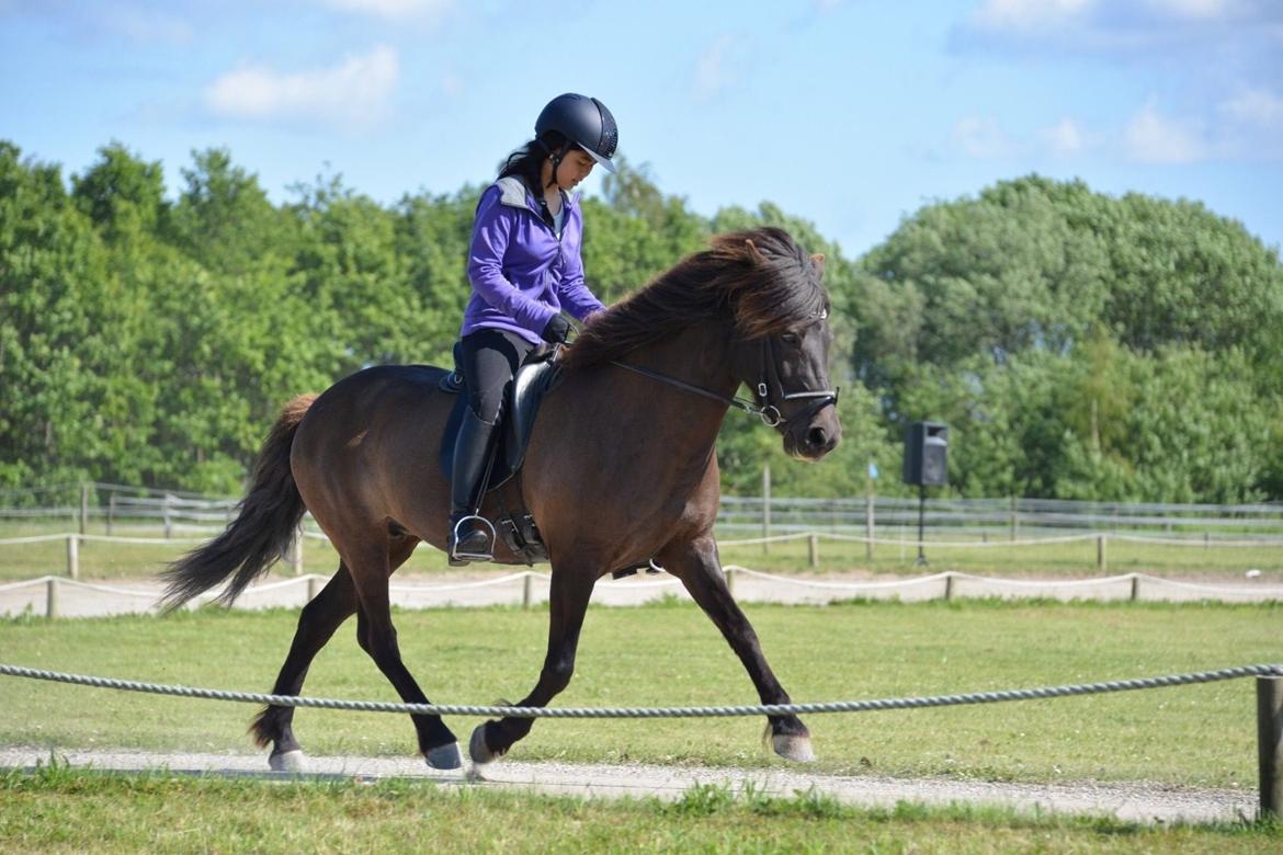 Islænder Katla fra Løvemosegård billede 1