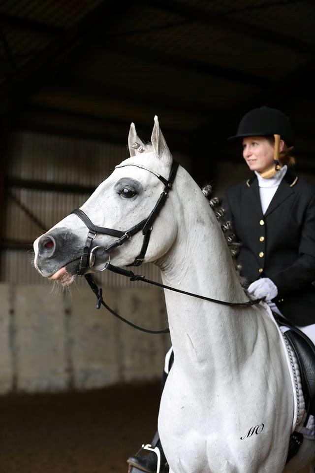 Arabisk fuldblod (OX) TIL MINDE om Gaudeamus - d. 25 April 2015 - Stævne i Tobøl. Foto: Marlene Ølgoed. billede 50