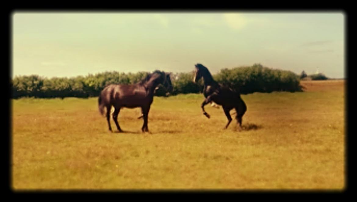 Dansk Varmblod Mosegårdens Derello "Frost" <3 billede 19