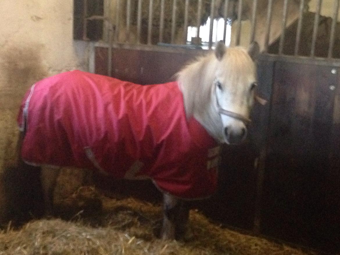 Anden særlig race Donna billede 13