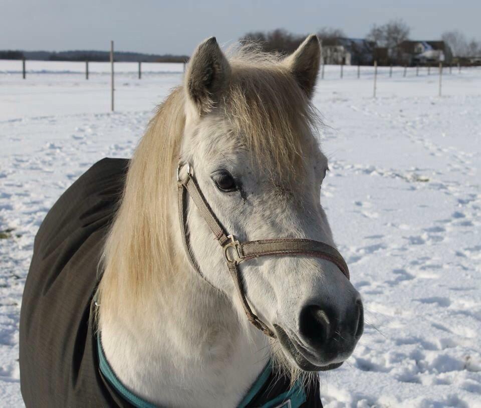 Anden særlig race Donna billede 10