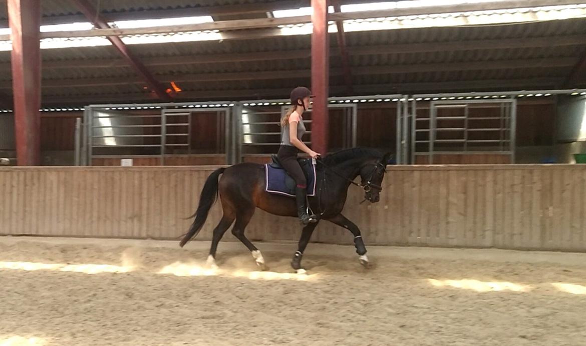 Tysk Sportspony AMK's Halo - Hun er blevet en skat til det dressur der! billede 1