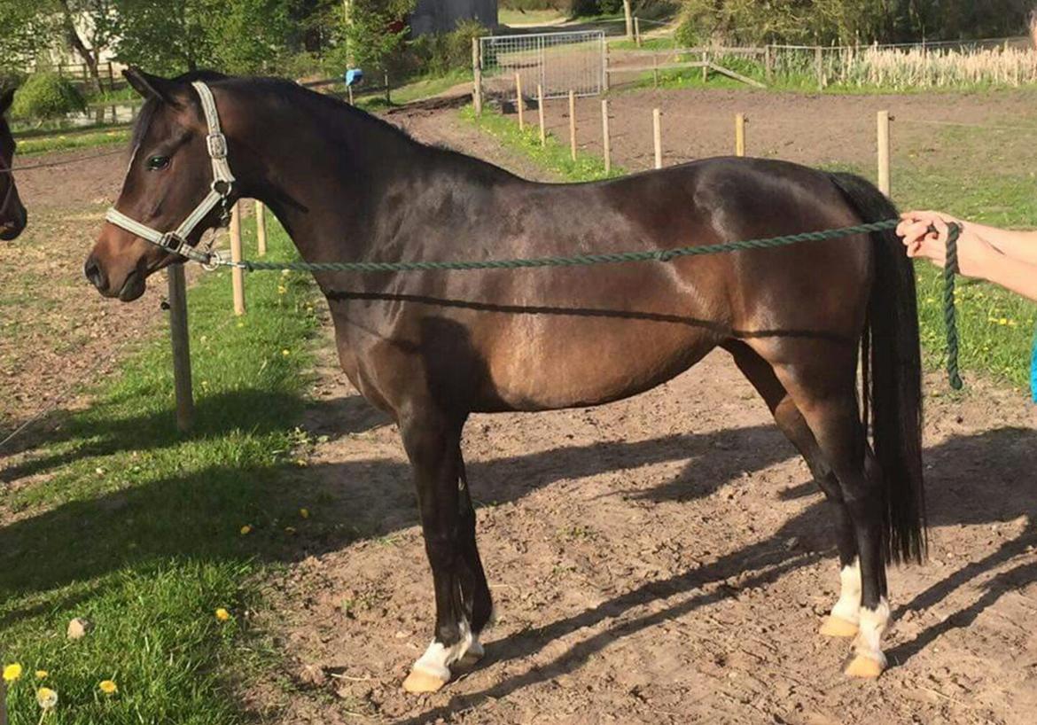 Tysk Sportspony AMK's Halo - Lækker mås! :') billede 11