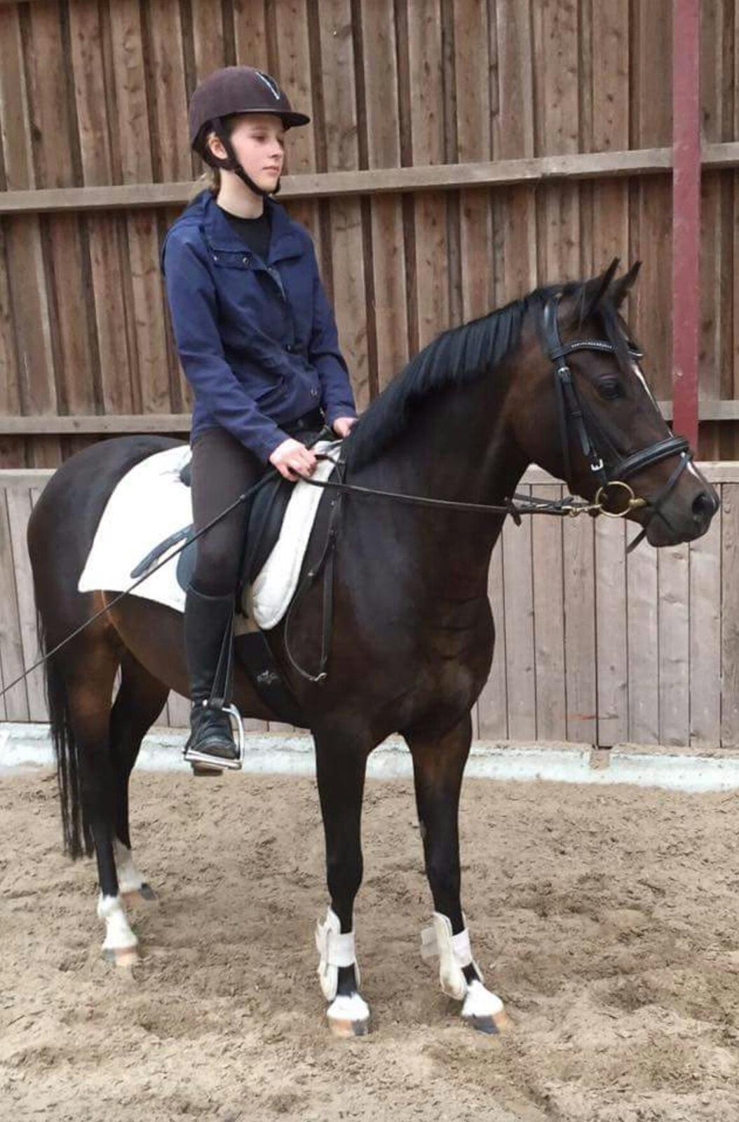 Tysk Sportspony AMK's Halo - Ynglings prinsessen! billede 2