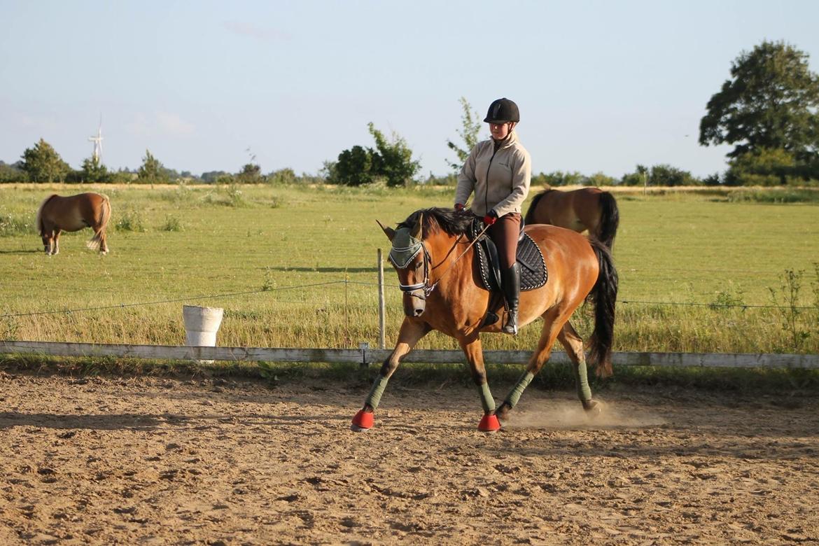 Anden særlig race Frk. Nitus billede 14