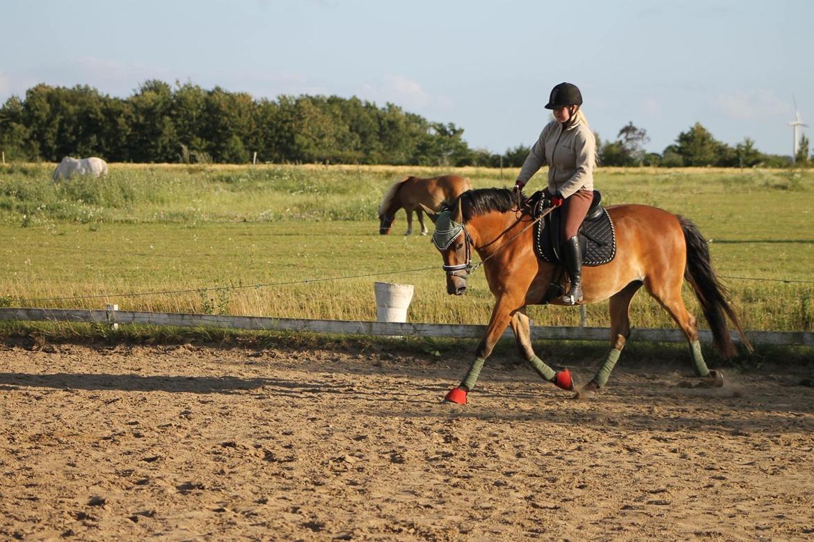 Anden særlig race Frk. Nitus billede 18