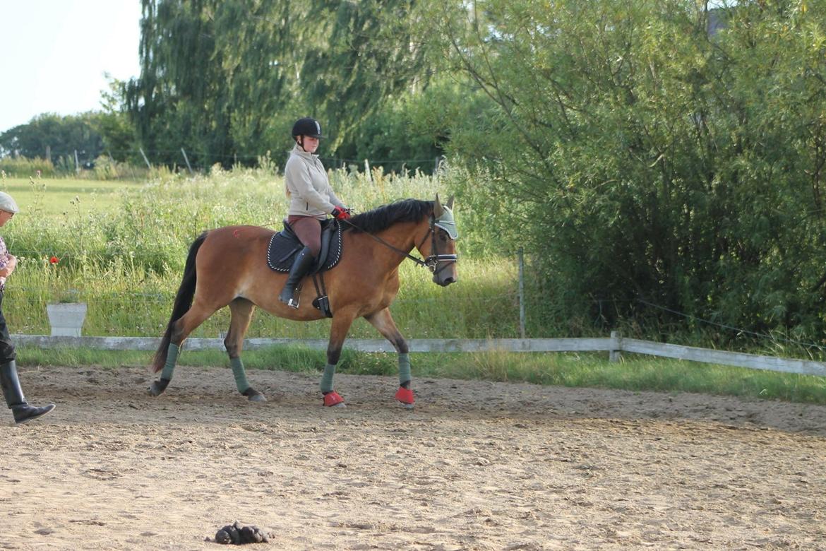 Anden særlig race Frk. Nitus billede 19