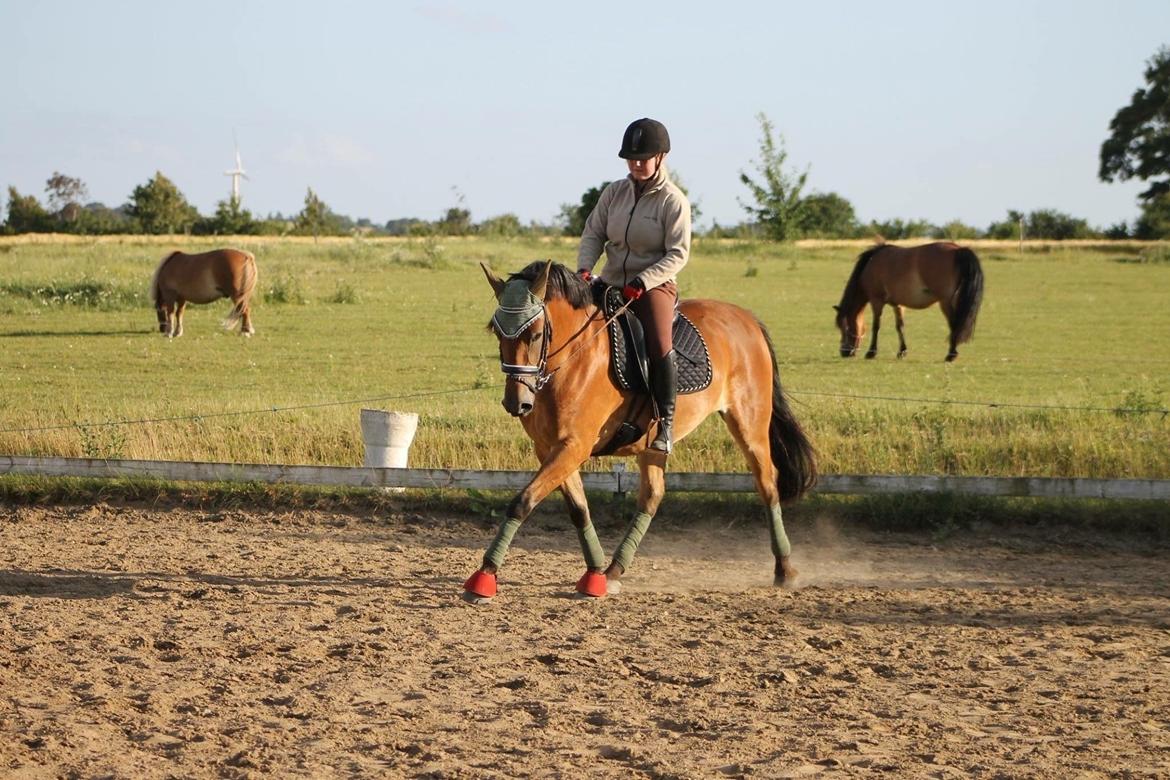 Anden særlig race Frk. Nitus billede 15