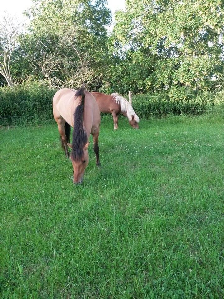 Islænder Hremsa - De nyder døgnfold :D billede 3