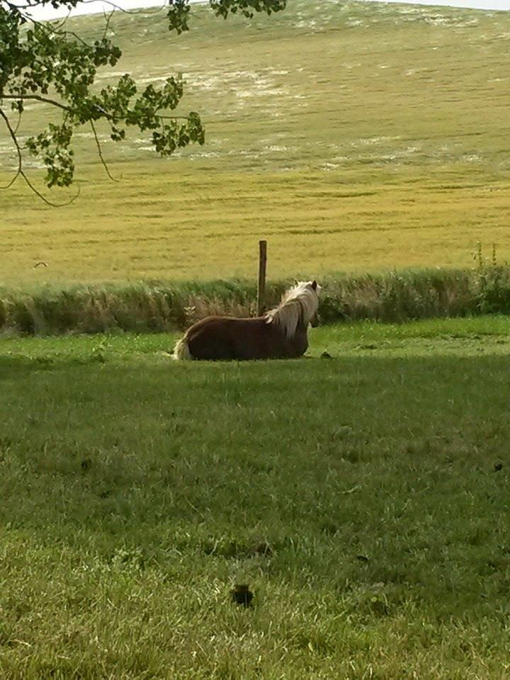 Islænder Hremsa - Dejlig morgen i sol opgang.<3 billede 1