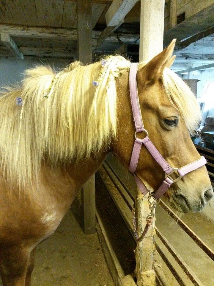 Islænder Hremsa - Hremsa shinet op til ridetur for fødselslaren. (y) billede 2