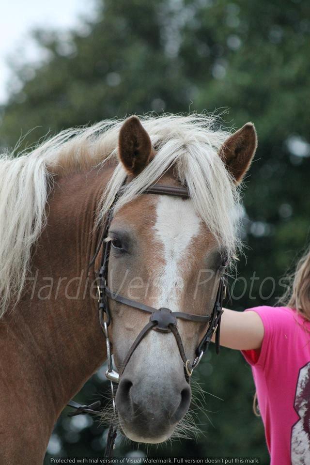 Haflinger Havanna billede 1