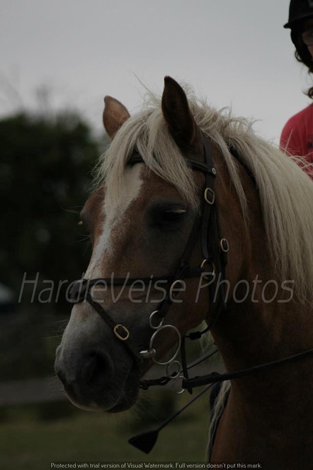 Haflinger Havanna billede 4