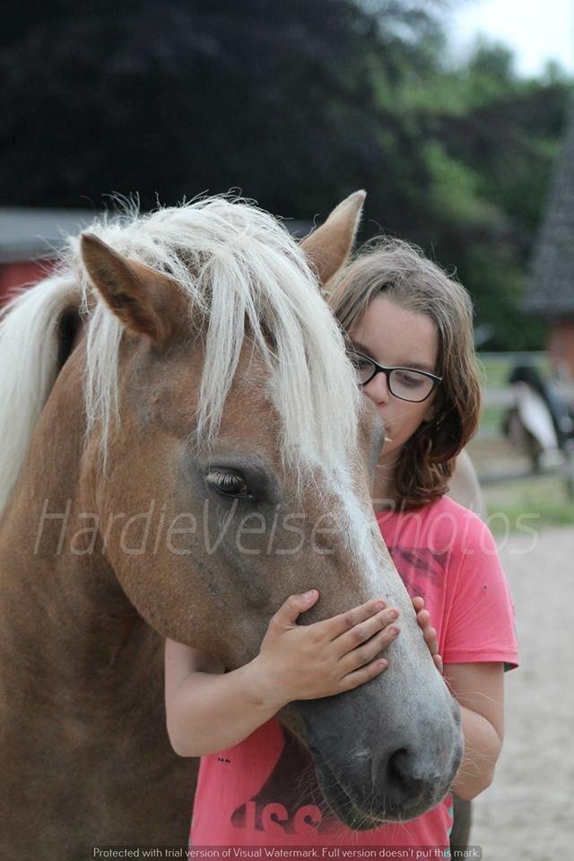 Haflinger Havanna billede 6