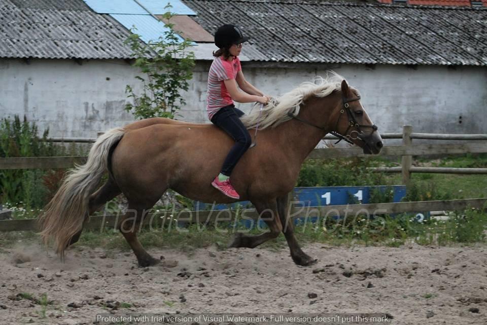 Haflinger Havanna billede 7