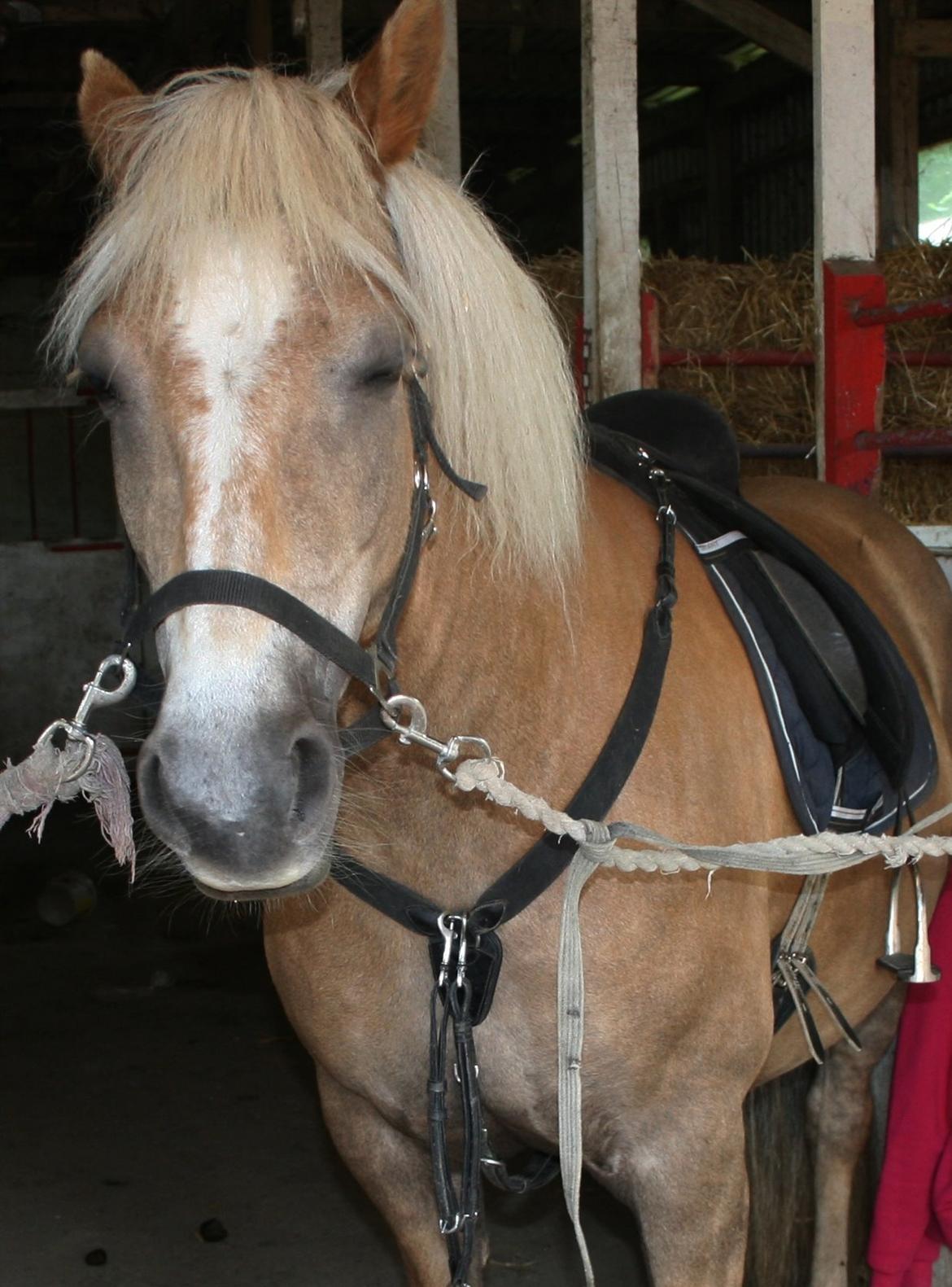 Haflinger Havanna billede 2