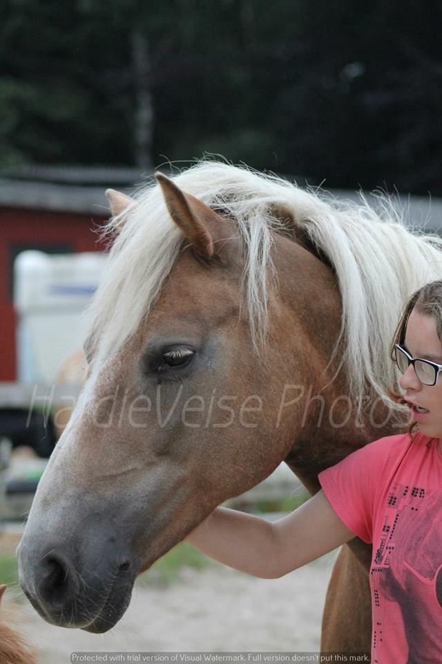 Haflinger Havanna billede 11