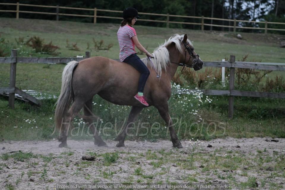 Haflinger Havanna billede 12