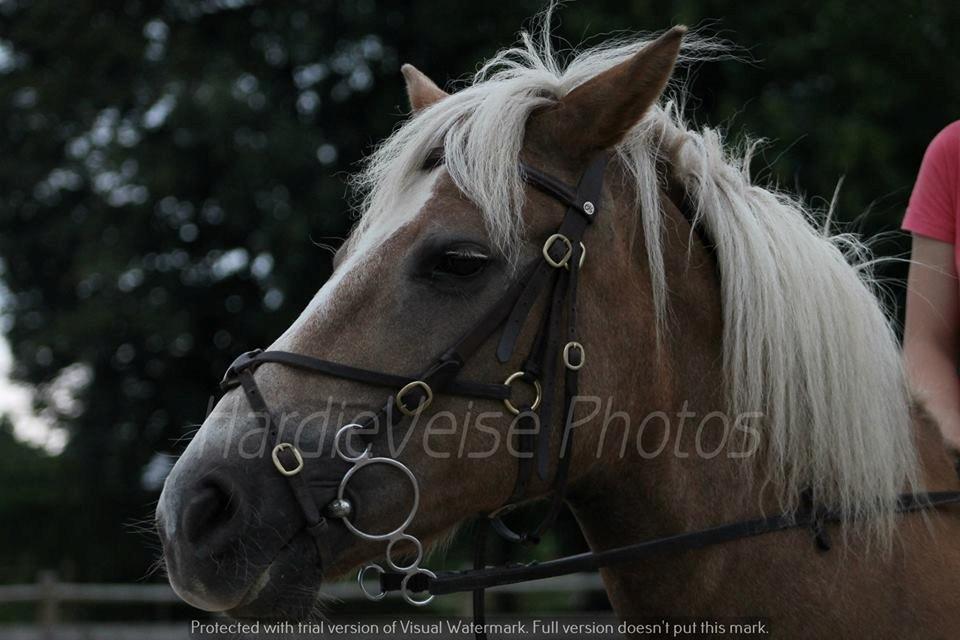 Haflinger Havanna billede 10