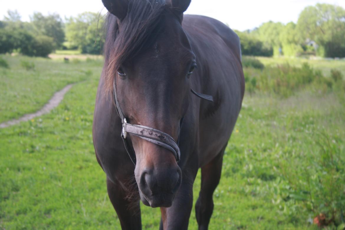 Dansk Varmblod | Møllehøjs Alfredo ( Tidl. part ) billede 8