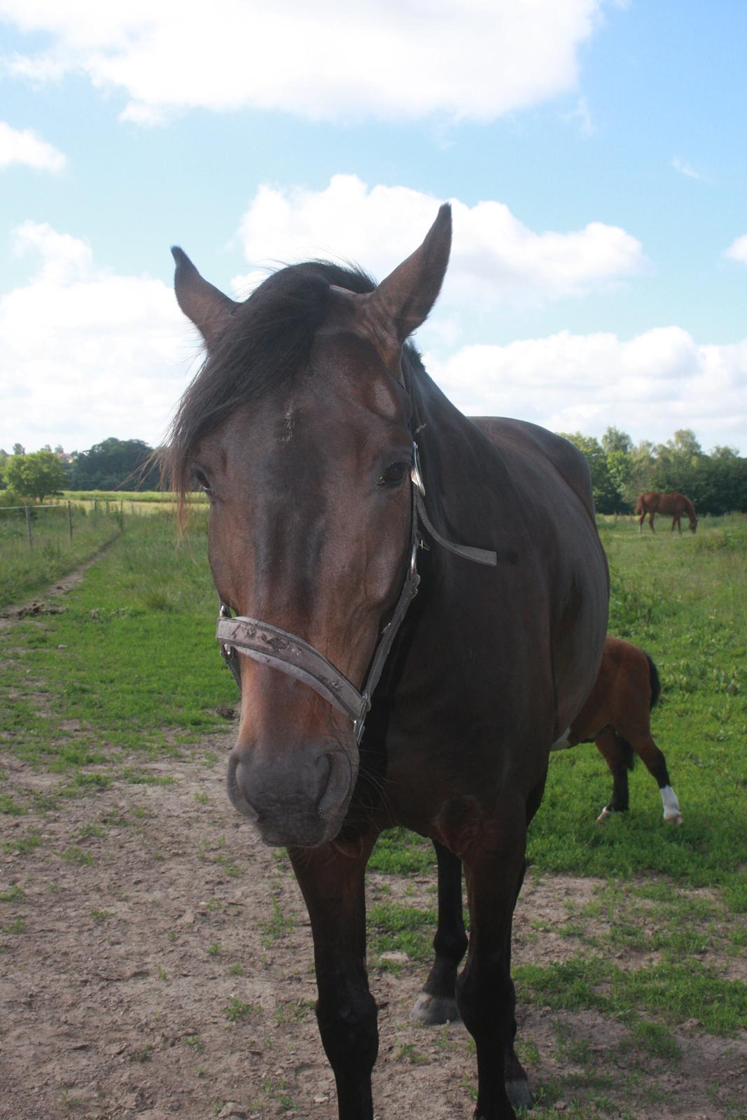 Dansk Varmblod | Møllehøjs Alfredo ( Tidl. part ) - Fold tid - 2015 billede 11