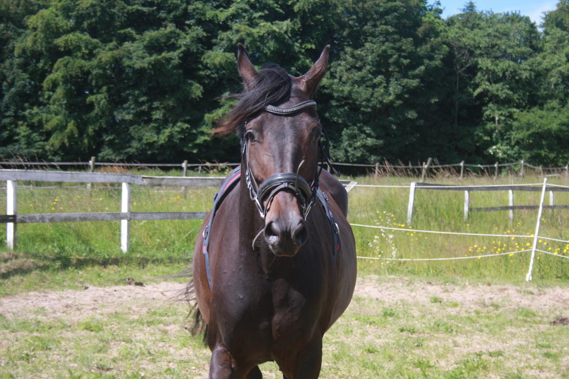 Dansk Varmblod | Møllehøjs Alfredo ( Tidl. part ) billede 7
