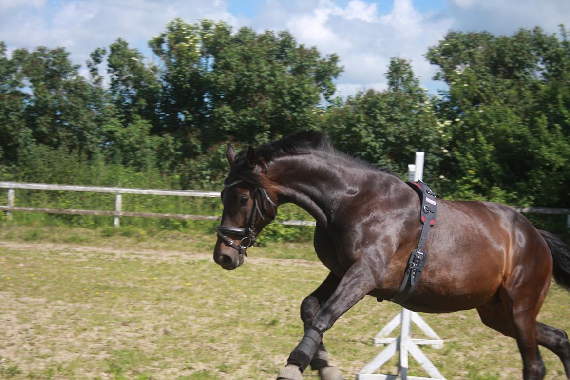 Dansk Varmblod | Møllehøjs Alfredo ( Tidl. part ) billede 14