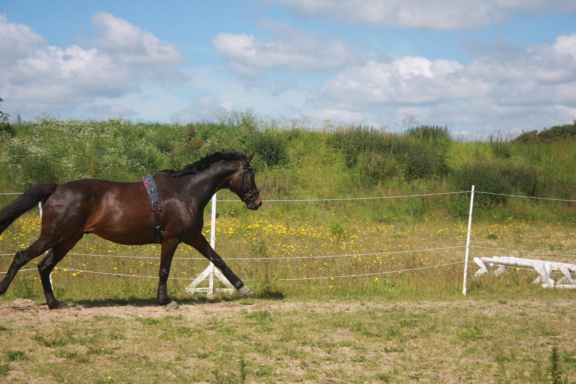 Dansk Varmblod | Møllehøjs Alfredo ( Tidl. part ) billede 9