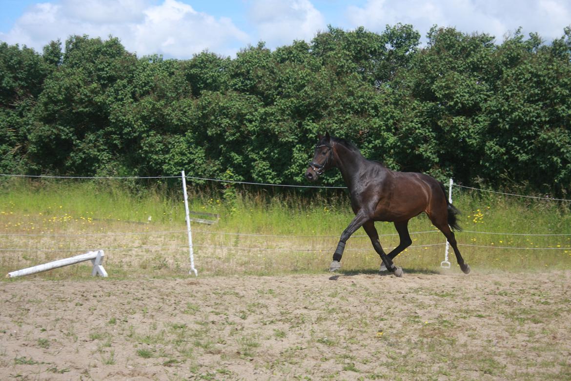 Dansk Varmblod | Møllehøjs Alfredo ( Tidl. part ) billede 16