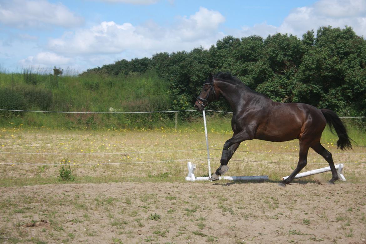 Dansk Varmblod | Møllehøjs Alfredo ( Tidl. part ) billede 17