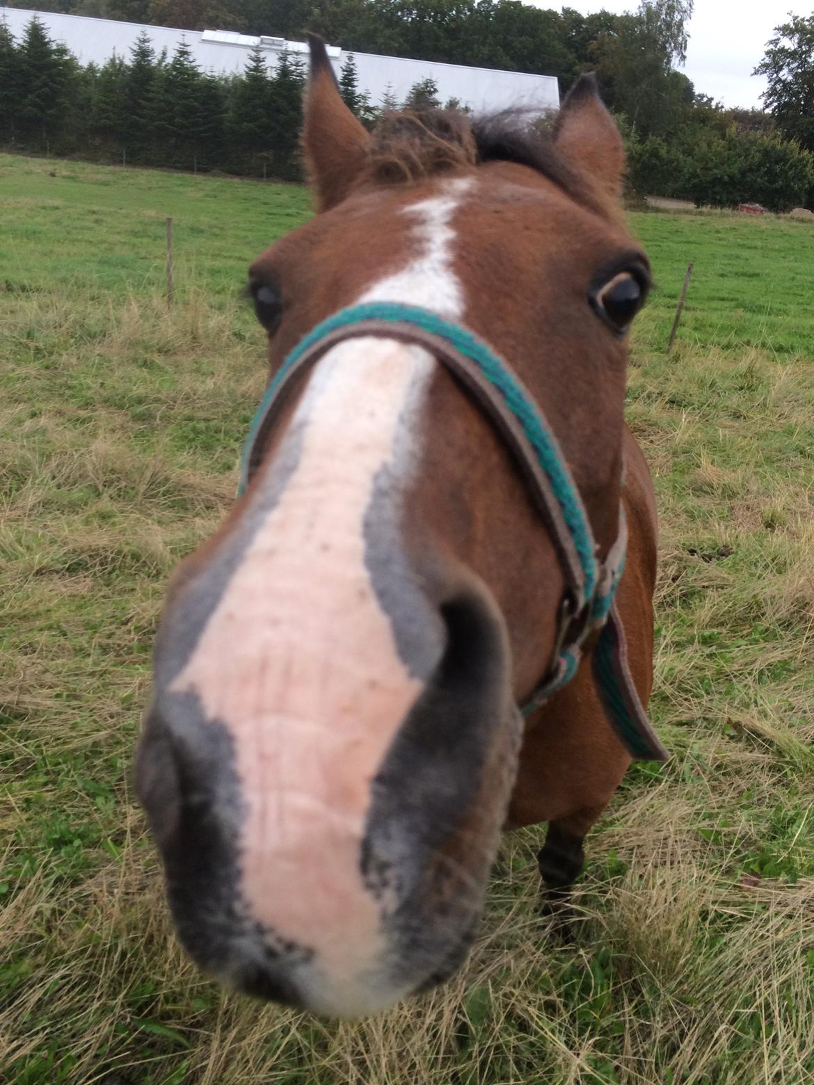 Anden særlig race Lady Dee (Lady) billede 7