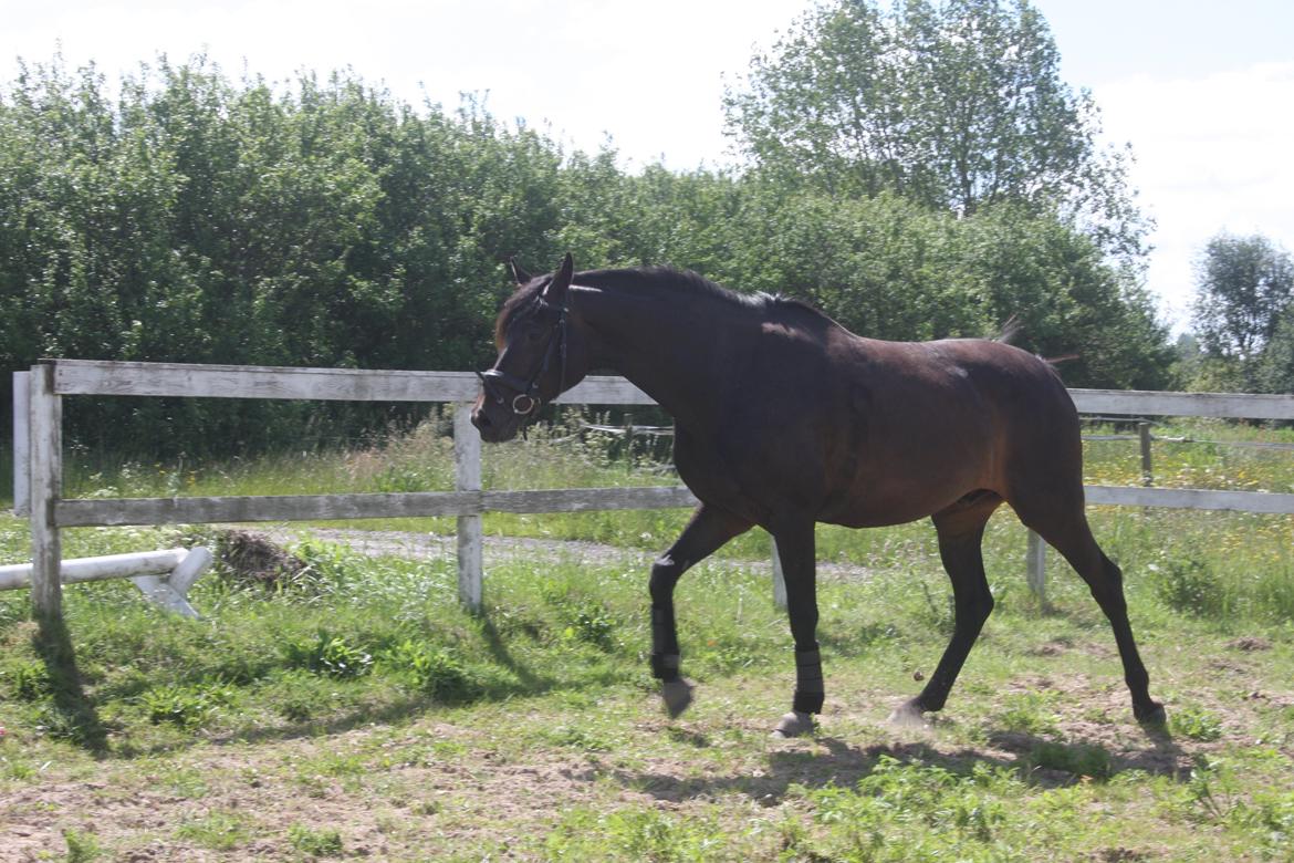 Dansk Varmblod | Møllehøjs Alfredo ( Tidl. part ) billede 3