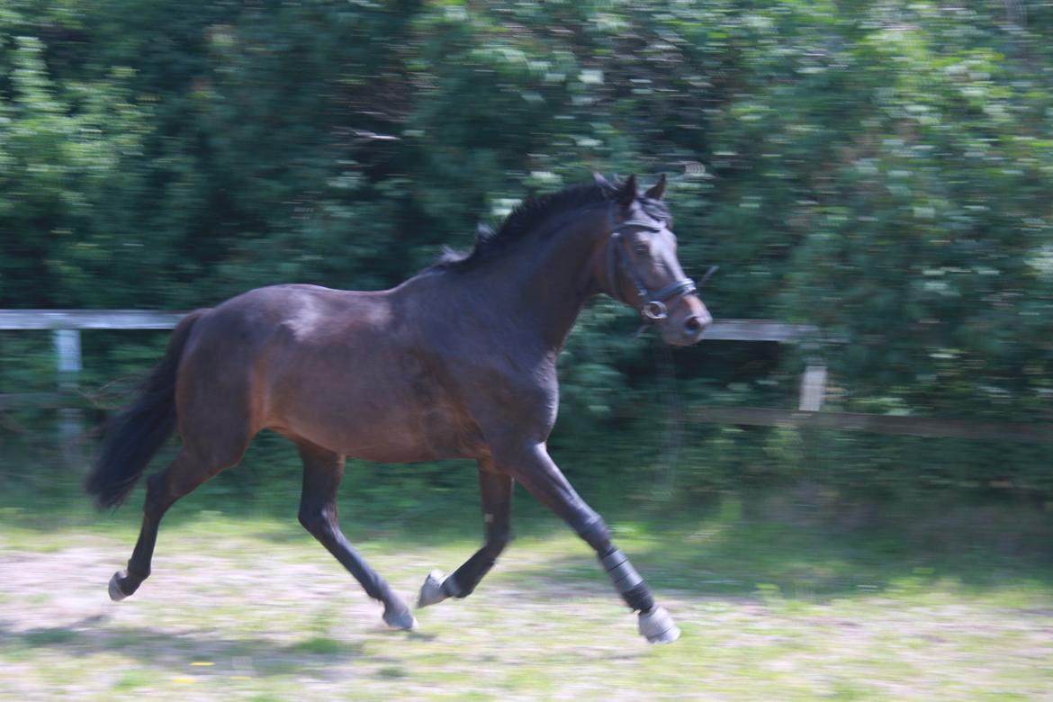 Dansk Varmblod | Møllehøjs Alfredo ( Tidl. part ) billede 2
