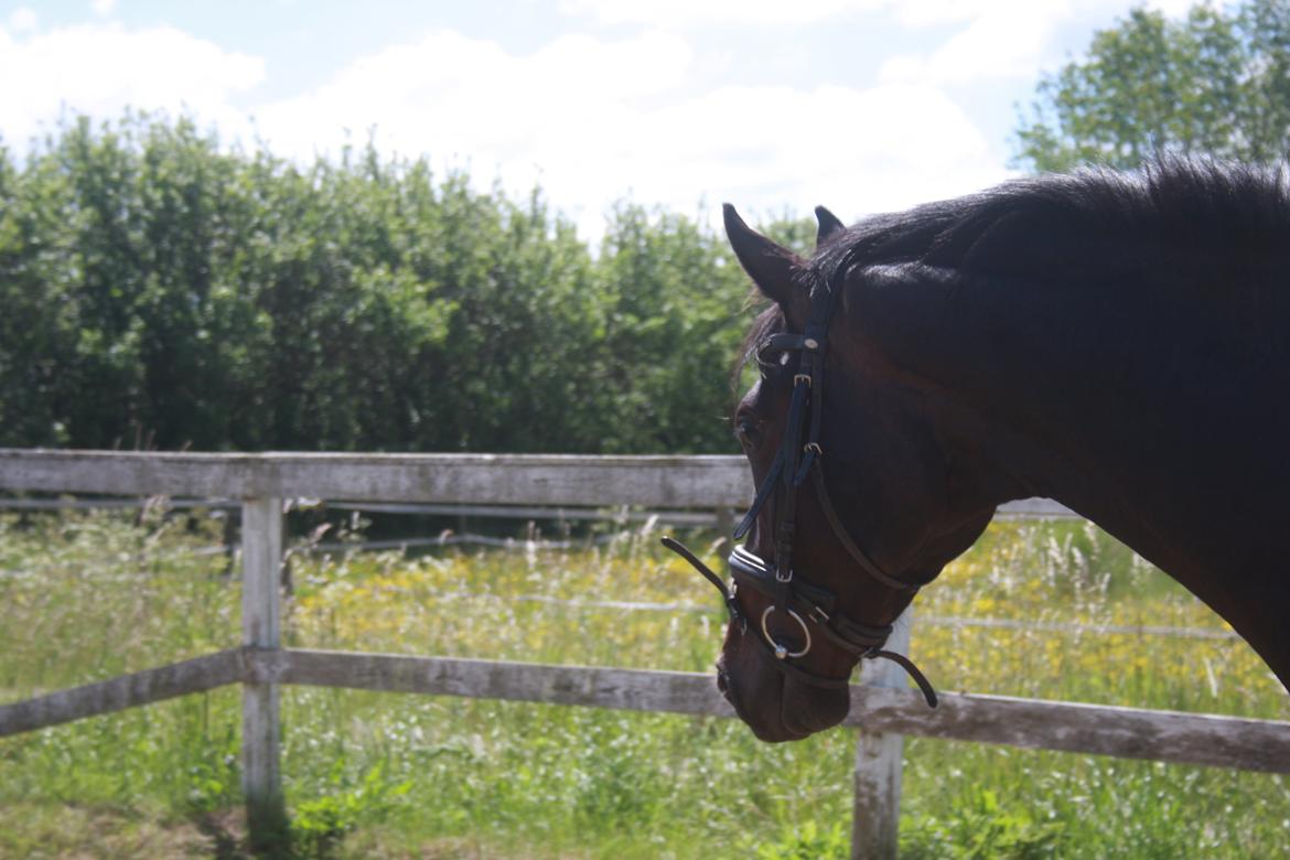 Dansk Varmblod | Møllehøjs Alfredo ( Tidl. part ) billede 5