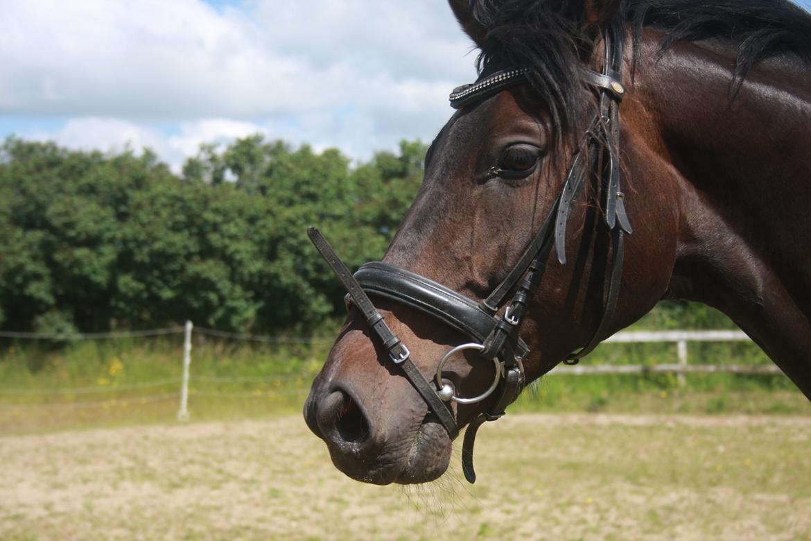 Dansk Varmblod | Møllehøjs Alfredo ( Tidl. part ) - Velkommen til Alfredo's profil - sommeren 2015 billede 1