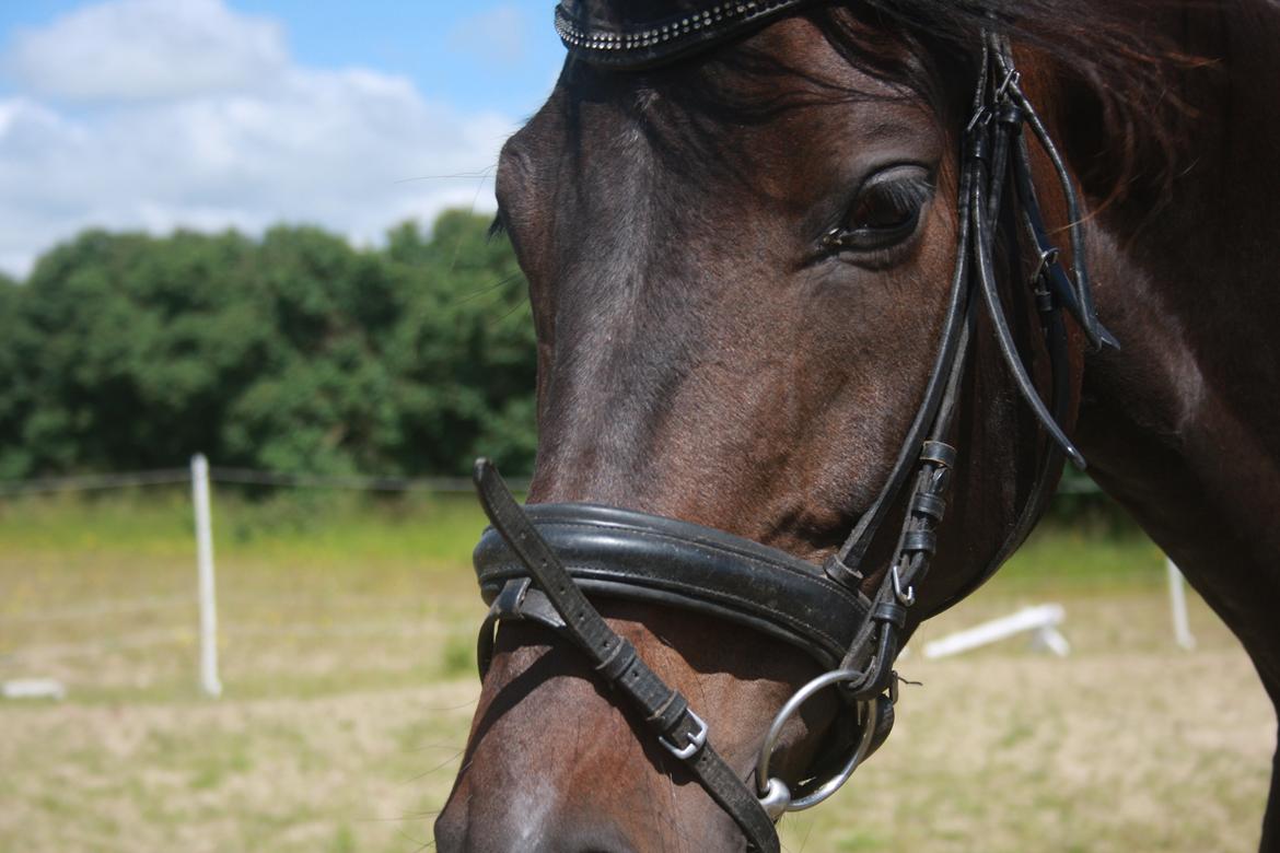 Dansk Varmblod | Møllehøjs Alfredo ( Tidl. part ) billede 10