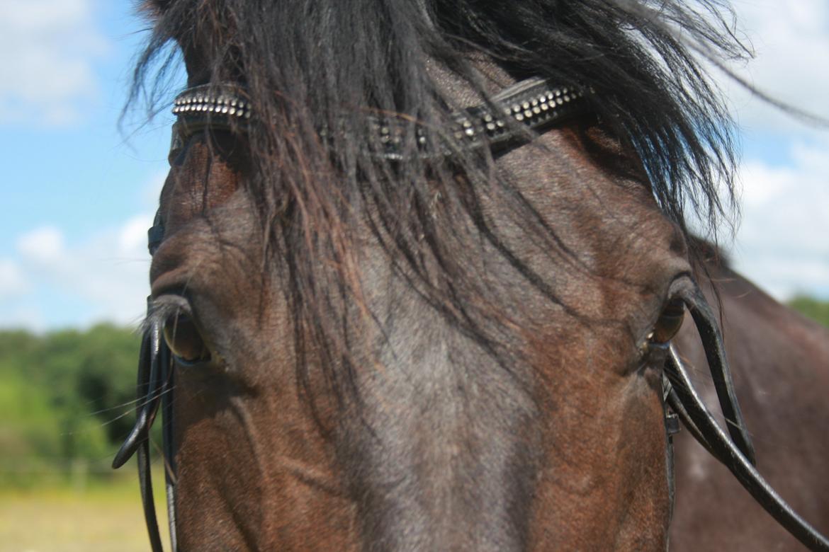 Dansk Varmblod | Møllehøjs Alfredo ( Tidl. part ) billede 12