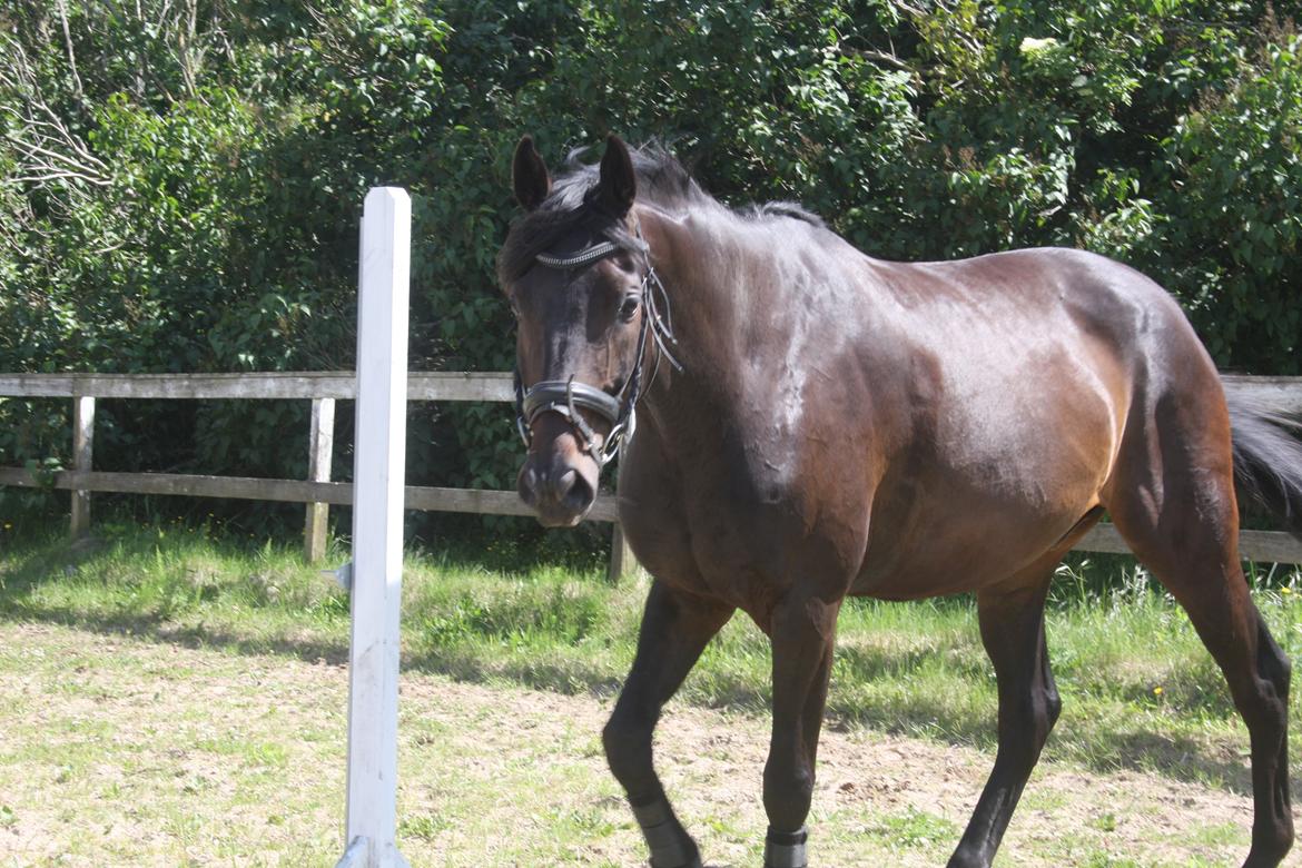 Dansk Varmblod | Møllehøjs Alfredo ( Tidl. part ) billede 4