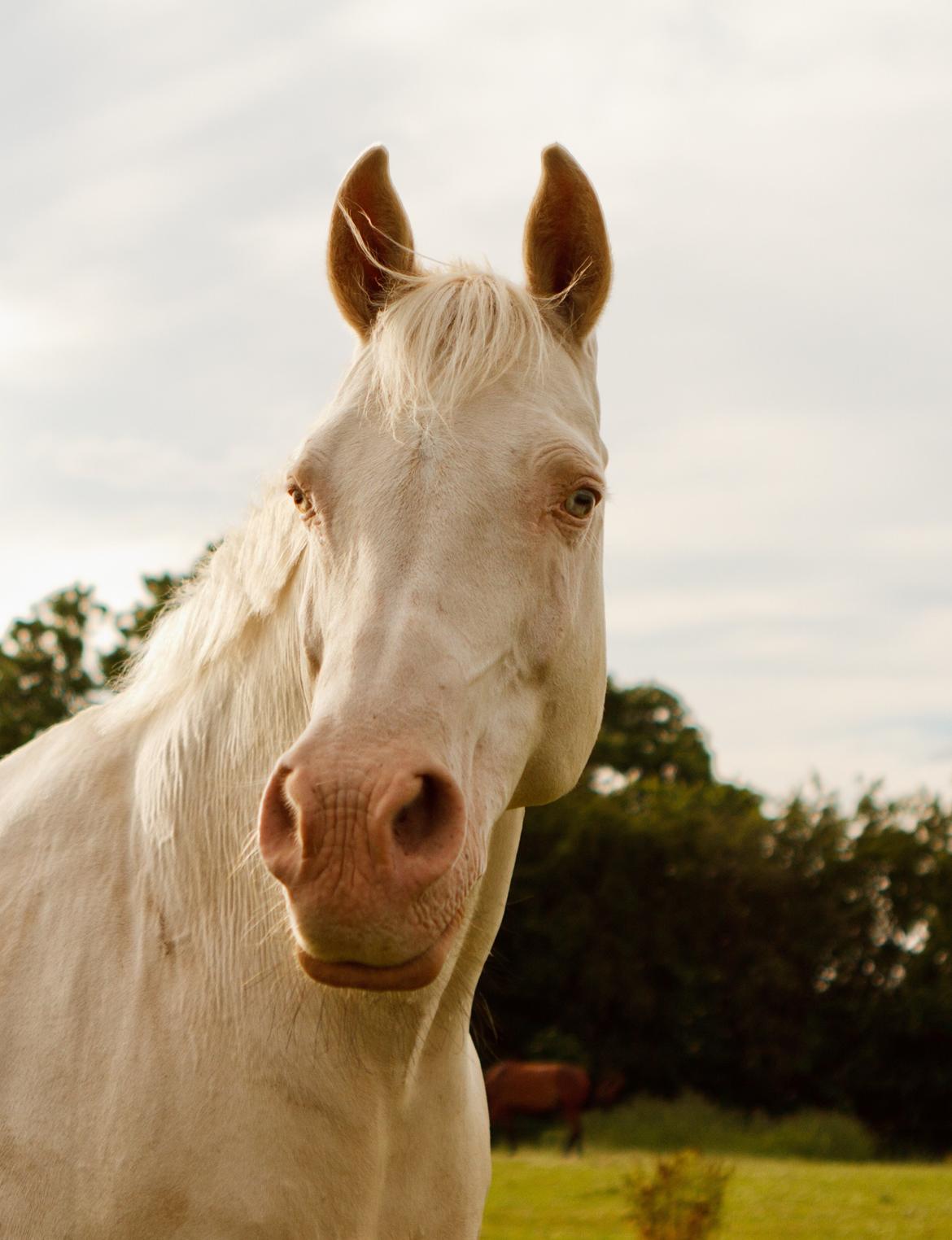 Palomino Moonhaze Silver Spiral billede 12