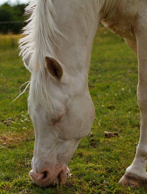 Palomino Moonhaze Silver Spiral billede 5