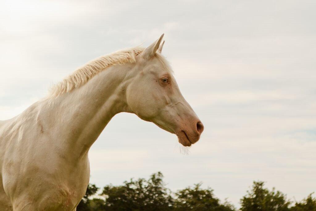 Palomino Moonhaze Silver Spiral billede 6