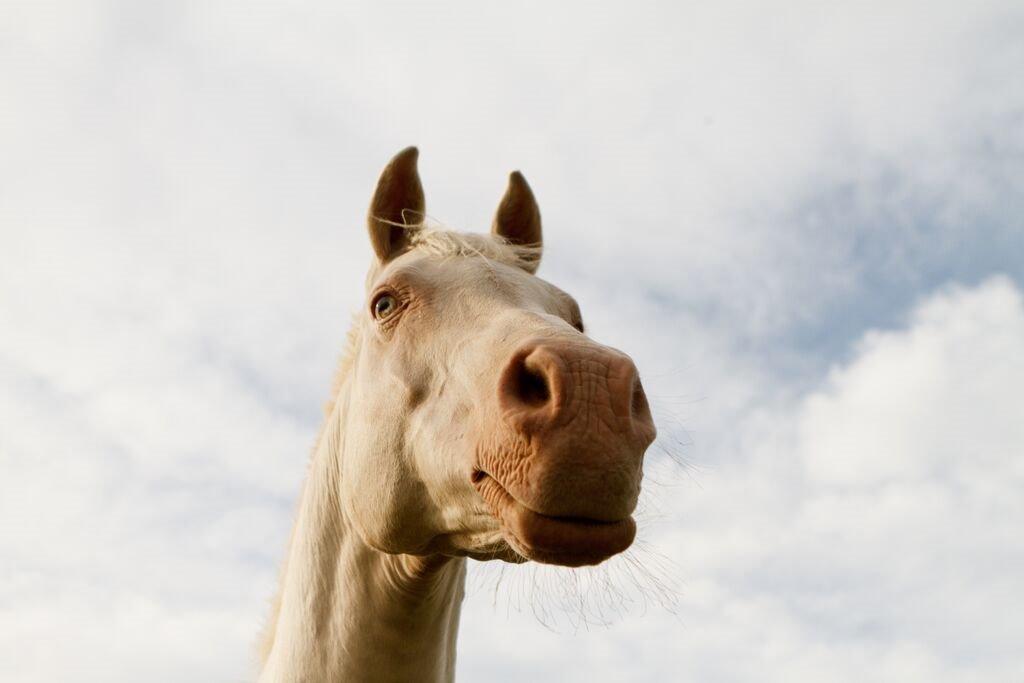 Palomino Moonhaze Silver Spiral billede 17