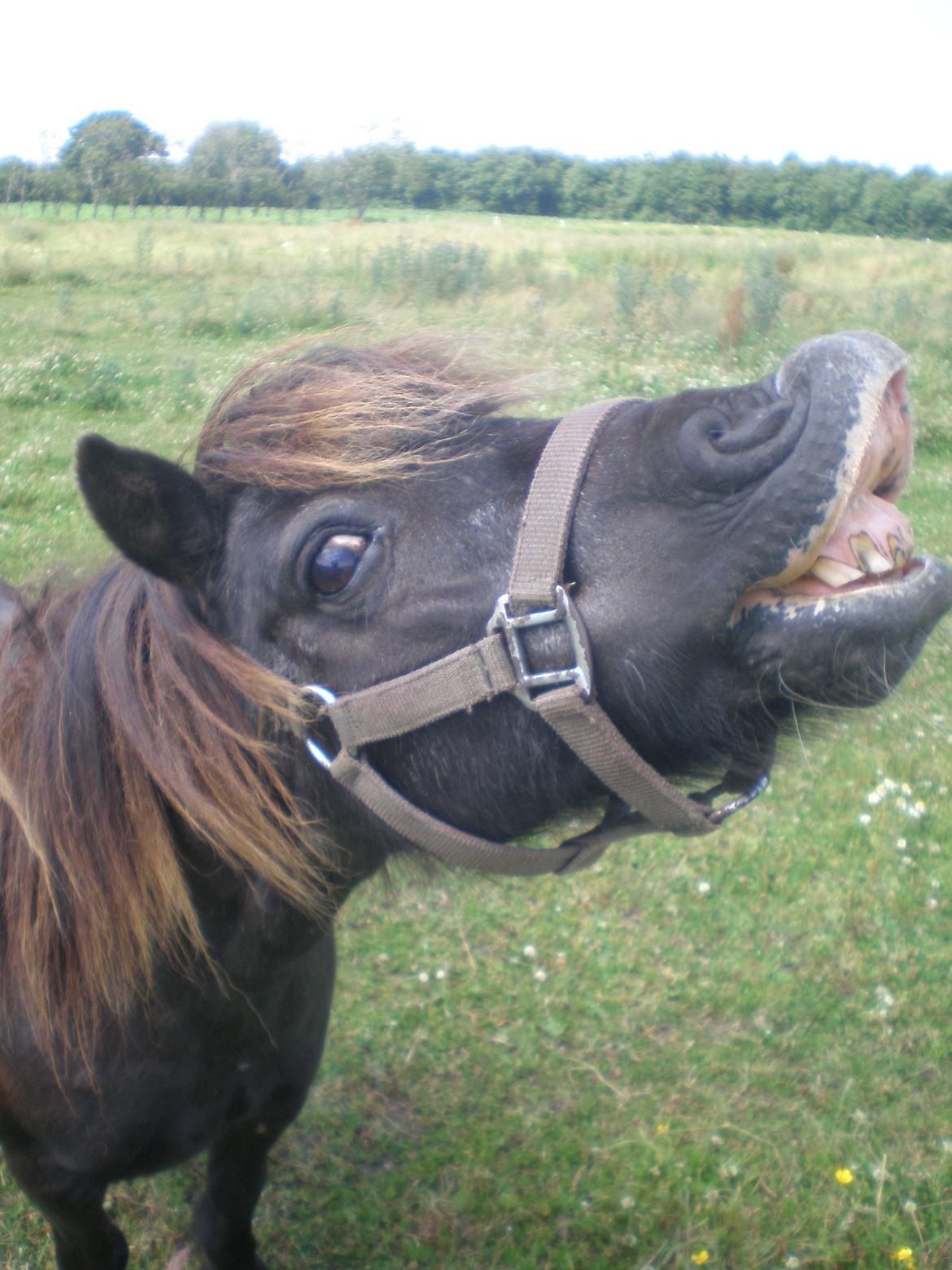 Shetlænder Victoria ( vic ) Himmel pony ( savnet meget ) - Velkommen til Victoria's profil . taget d.22 .07.15 billede 1