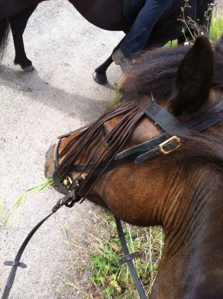 Islænder Vigdis  | tdl. Part | - på tur med pia og fibla billede 15