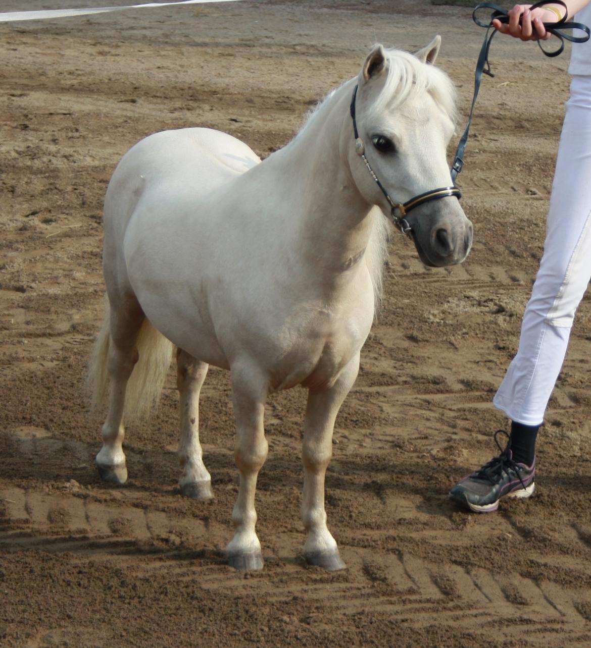 Amerikansk Miniature Teglmosens Sundance Whiz - Landsskuet i Herning 2014 - Sonne har forelsket sig i et føl billede 6