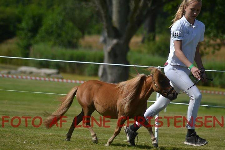 Dansk Miniature Kom-Foxy Lady of Eagle - Brahetrolleborg 2015 - 2 år billede 5