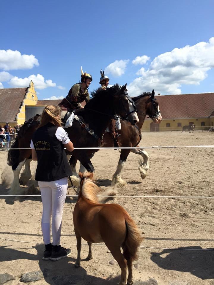 Dansk Miniature Kom-Foxy Lady of Eagle - Brahetrolleborg 2015 - 2 år billede 20