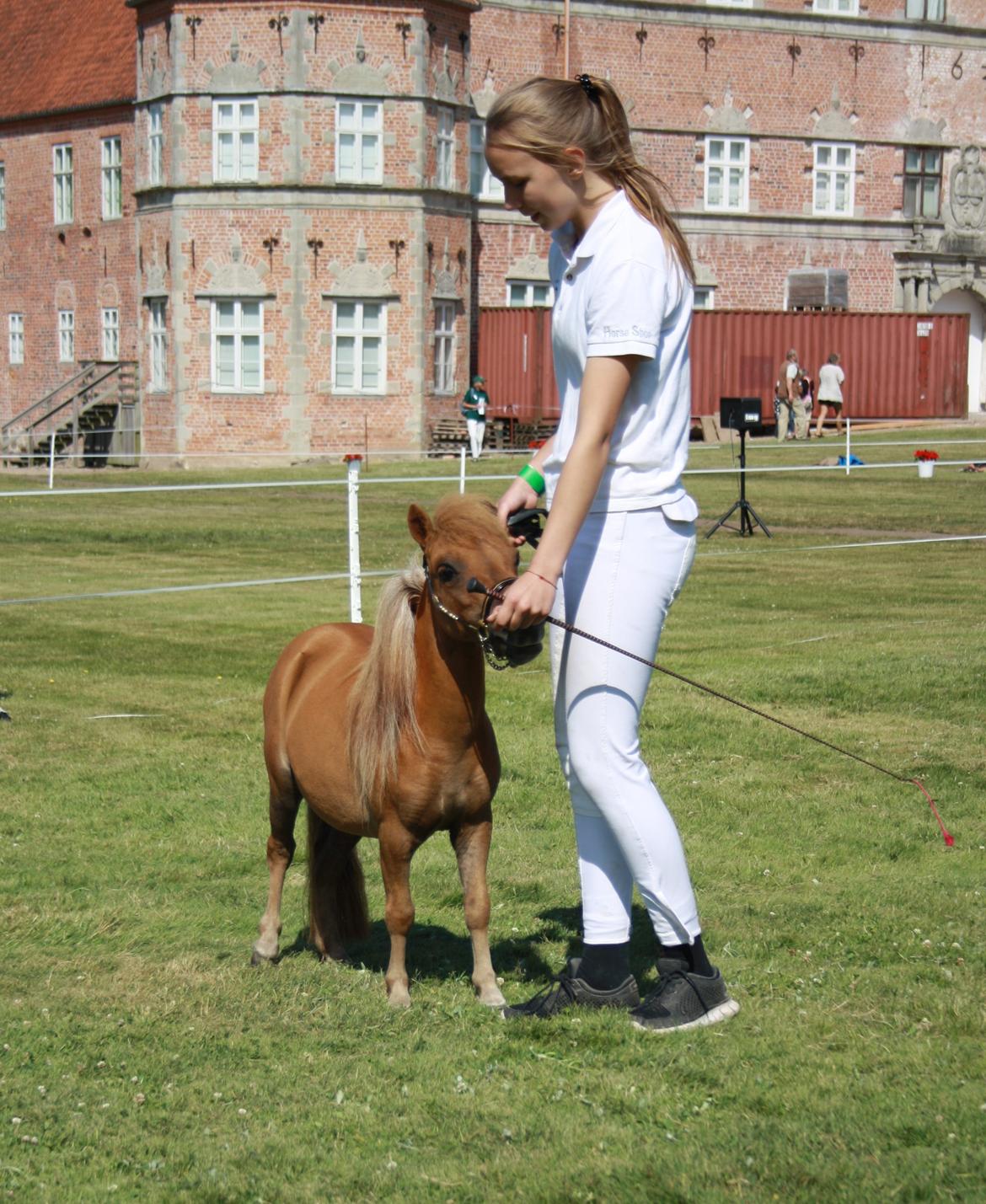 Dansk Miniature Kom-Foxy Lady of Eagle - Brahetrolleborg 2015 - 2 år billede 13